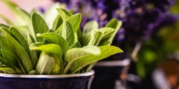 Sálvia possui inúmeros benefícios para a saúde • Reprodução/ Unsplash