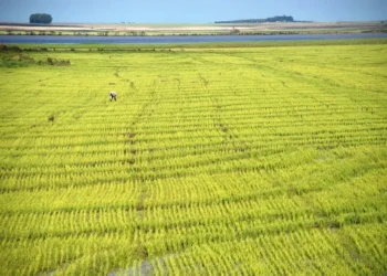 Plantação de arroz na região central do Rio Grande do Sul — Foto: Fernando Dias/Seapi