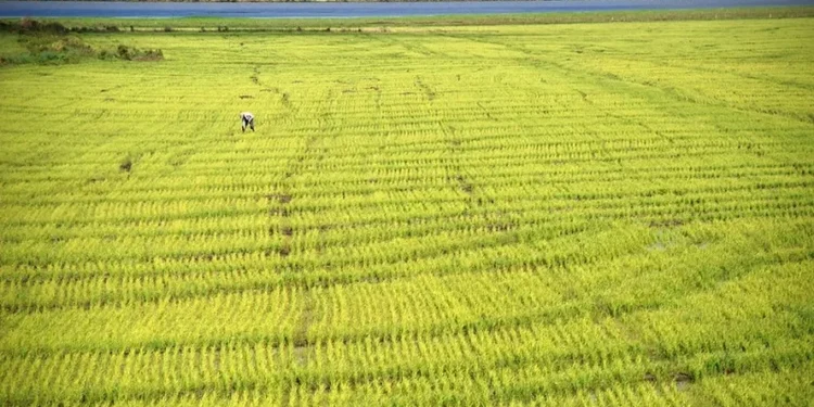 Área de arroz deve ser menor nesta safra com impacto das chuvas no RS