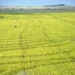 Área de arroz deve ser menor nesta safra com impacto das chuvas no RS