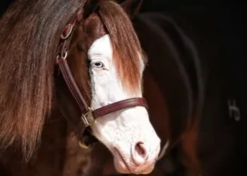 O cavalo Gênesis 66 é availado em R$ 160 milhões — Foto: Divulgação/@montesiaogrupo
