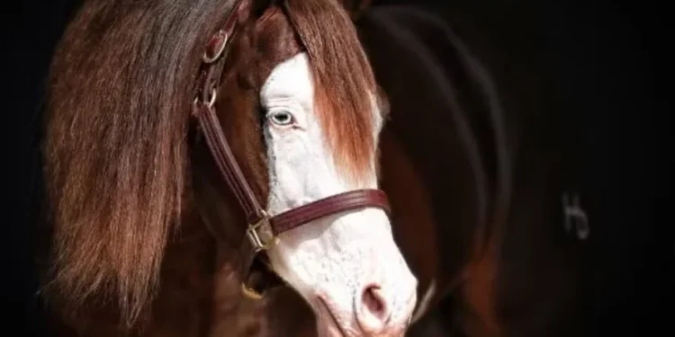 O cavalo Gênesis 66 é availado em R$ 160 milhões — Foto: Divulgação/@montesiaogrupo