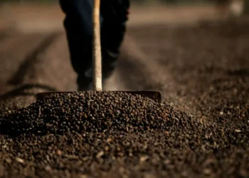 Café • Roosevelt Cassio/Reuters