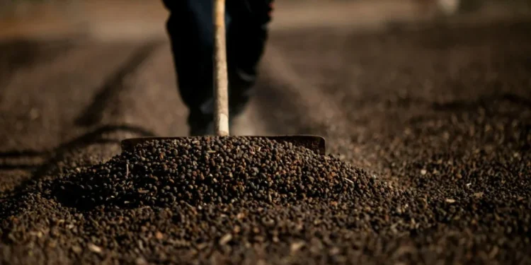Café mais caro: entenda por que os preços do produto dispararam