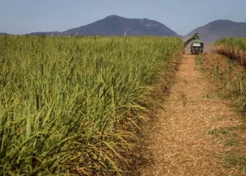 Colheita de açúcar deve cair na próxima safra — Foto: Wenderson Araújo/CNA