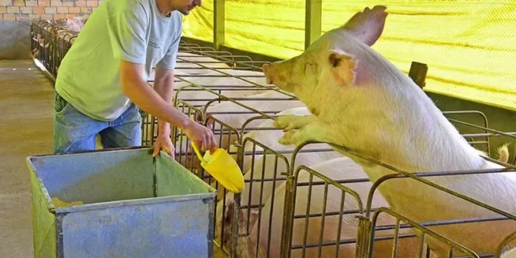 Custos de grãos devem ficar estáveis para indústria de aves e suínos em 2025