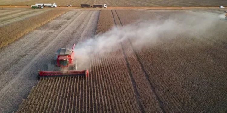 Aumento da produção será puxado pela soja, milho, arroz e feijão — Foto: Wenderson Araújo/CNA