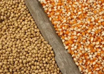 Recuo dos preços da soja e do milho se deve às boas condições meteorológicas para o desenvolvimento da safra na América do Sul — Foto: iStock/Mapa