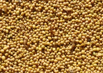 Para analistas do mercado da soja, fundamentos de oferta e demanda indicam que cotações do grão devem continuar sob pressão no primeiro trimestre Foto: Fernando Dias/Seapa
