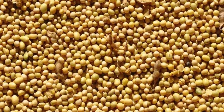 Soja, milho e trigo caem na abertura do mercado em Chicago