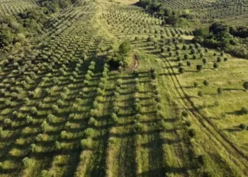 Fazenda Serra dos Tapes, em Canguçu (RS) — Foto: Divulgação/Duetto Films