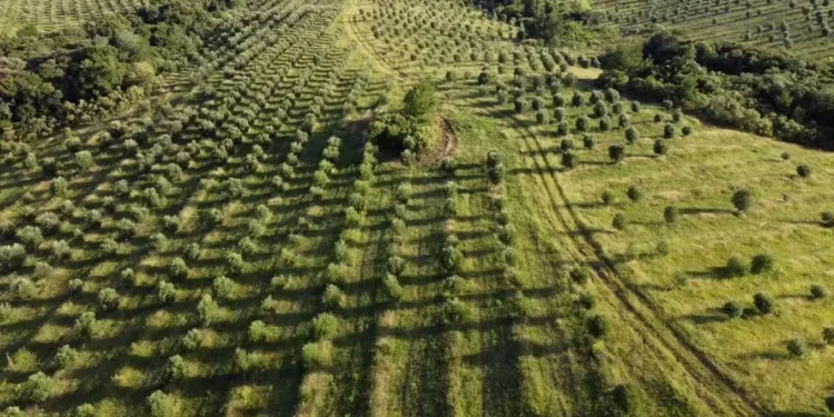 Fazenda Serra dos Tapes, em Canguçu (RS) — Foto: Divulgação/Duetto Films