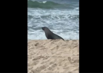 Lobo-marinho descansa na areia da praia de Ipanema, no Rio • Reprodução