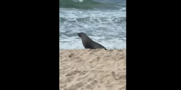 Vídeo: Lobo-marinho aparece na areia e vira atração turística em Ipanema, no Rio
