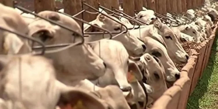 Custo de alimentação pecuária teve alta de 4,54% no Sudeste e de 1,01% no Centro-Oeste em novembro