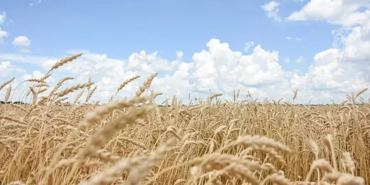 Trigo cai enquanto soja e milho sobem na abertura da bolsa de Chicago