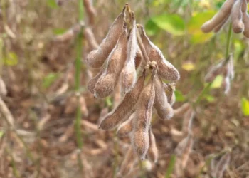 Valores só deverão ser recebidos pelos produtores quando a ação for concluída e se esse entendimento for mantido — Foto: José Florentino/Globo Rural