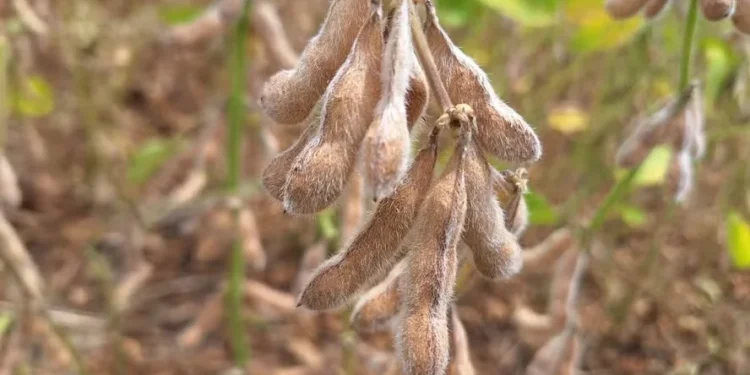 Justiça determina ressarcimento a produtores por biotecnologia da Bayer