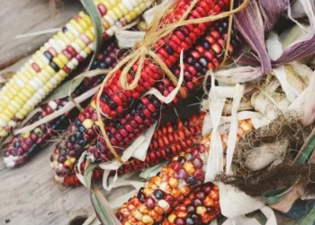 Variedades se diferenciam em cor, sabor e usos — Foto: Madison Inouye/Pexels