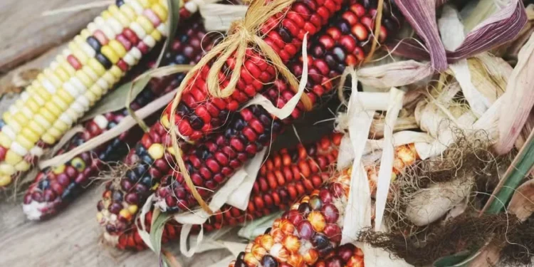 Tipos de milho: conheça as variedades e seus benefícios