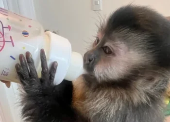 A família diz que comprou o filhote por R$ 30 mil de um criadouro de Santa Catarina. • Reprodução