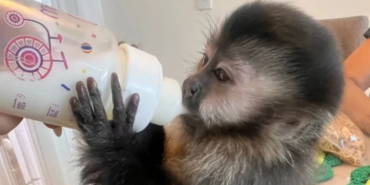 A família diz que comprou o filhote por R$ 30 mil de um criadouro de Santa Catarina. • Reprodução