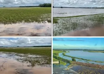 Lavouras de arroz alagadas em municípios do Paraná — Foto: Reprodução/Redes sociais