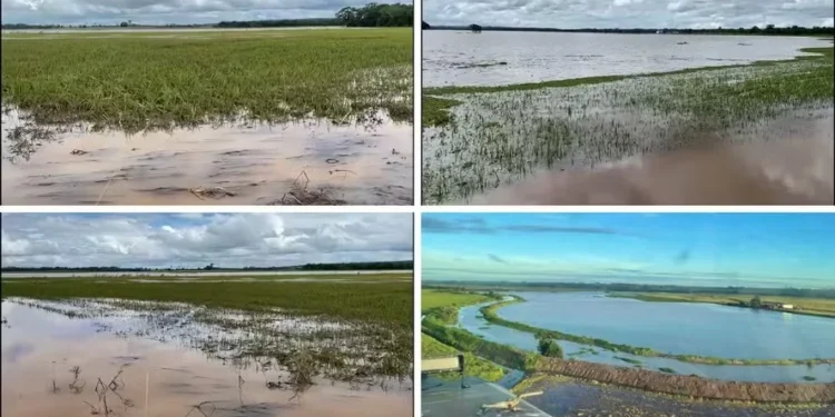 Chuva bate recorde no Paraná e alaga lavouras de arroz