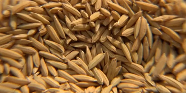 Conab negociou 162,2 milhões em contratos de opção de arroz em dezembro