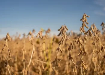 Soja e trigo operam em queda na bolsa de Chicago — Foto: Canva/ Creative Commoms