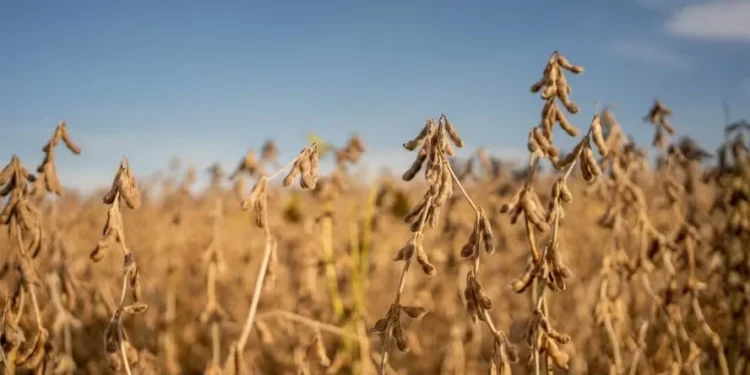 Soja e trigo operam em queda na bolsa de Chicago