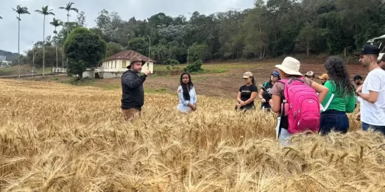 Professor Maicon Nardino dá aula sobre produção de trigo: 'os produzidos em regiões tropicais têm demonstrado maior competitividade' — Foto: UFV