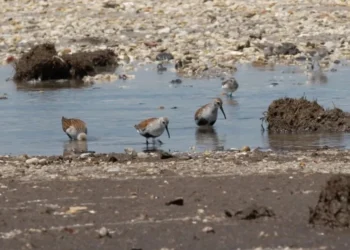 Aves costeiras migratórias chamadas dunlins são vistas em Cape May, Nova Jersey, em maio de 2024. As aves pousam aqui a cada primavera para se banquetear com ovos de caranguejo-ferradura. O cocô que elas deixam para trás pode conter pistas sobre a próxima pandemia • CNN