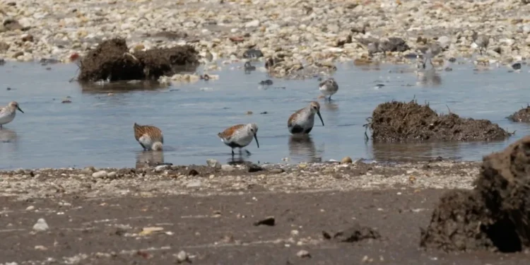 Cocô de pássaro pode ser a chave para prever próxima pandemia; entenda