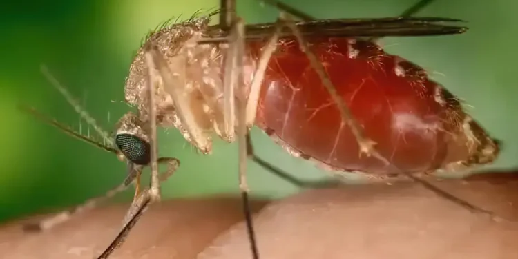 Mosquito transmissor da febre oropouche pode ter se adaptado e ‘andado’ pelo país, diz estudo