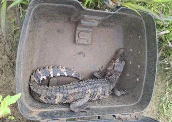 crédito foto: Divulgação