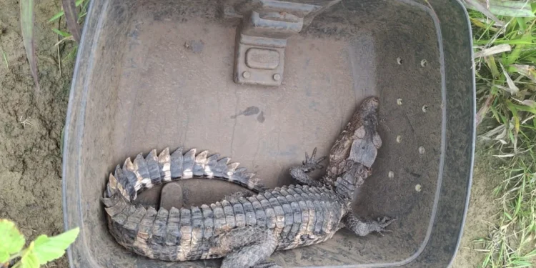 GMP Ambiental recolhe jacaré-açu em área urbana de Palmas