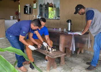 Equipe da UVCZ está percorrendo a zona rural de Palmas para imunizar cães e gatos