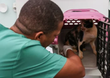 Semus abrirá agendamento para castração de cães e gatos na próxima segunda-feira, 27