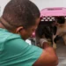 Semus abrirá agendamento para castração de cães e gatos na próxima segunda-feira, 27
