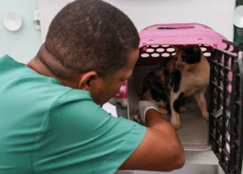 Serão disponibilizadas 200 vagas, distribuídas entre o agendamento via sistema e aquelas destinadas diretamente aos animais sob tutela de ONGs