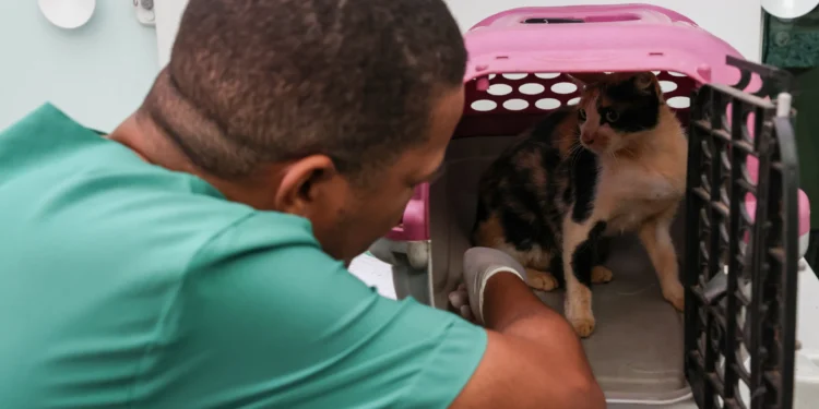 Serão disponibilizadas 200 vagas, distribuídas entre o agendamento via sistema e aquelas destinadas diretamente aos animais sob tutela de ONGs