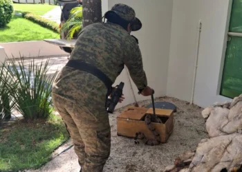 Jiboia arco-íris foi retirada do Ama