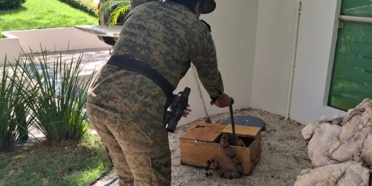 Jiboia arco-íris foi retirada do Ama