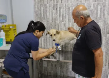 Semus inicia castração gratuita de cães e gatos em Palmas para 2025