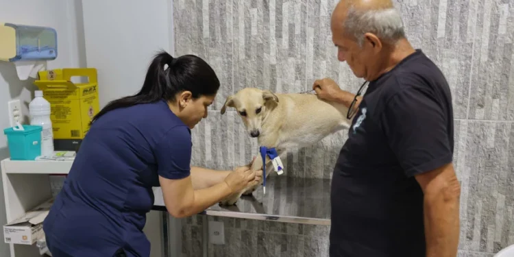 Semus inicia castração gratuita de cães e gatos em Palmas para 2025