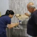 Semus inicia castração gratuita de cães e gatos em Palmas para 2025