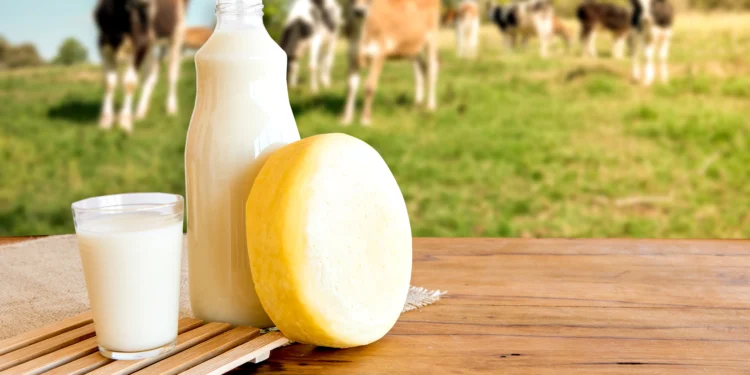 Governo do Tocantins concede certificação de equivalência federal a laticínio em Santa Fé do Araguaia