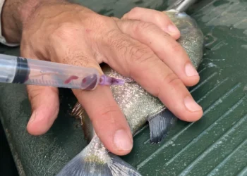 Seduc prorroga período de matrículas para nova unidade escolar de Buritirana