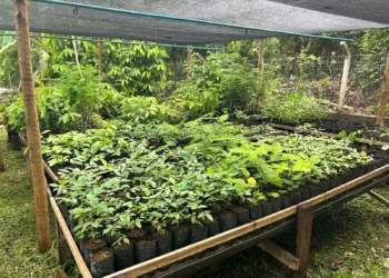 Mais de duas mil mudas já foram produzidas